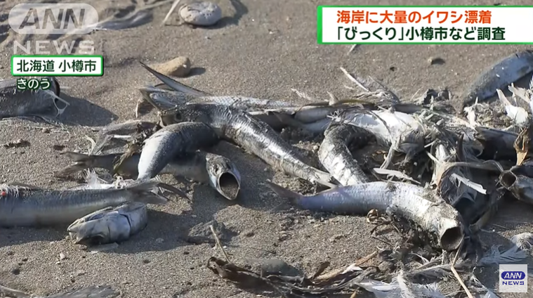 日本北海道海岸漂来大量沙丁鱼：范围绵延7公里 已开始腐烂