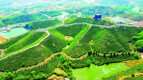 河南信阳罗山：茶旅融合绘就乡村新图景