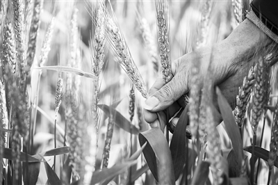 新方法可降低小麦镉铅污染    对人体健康威胁